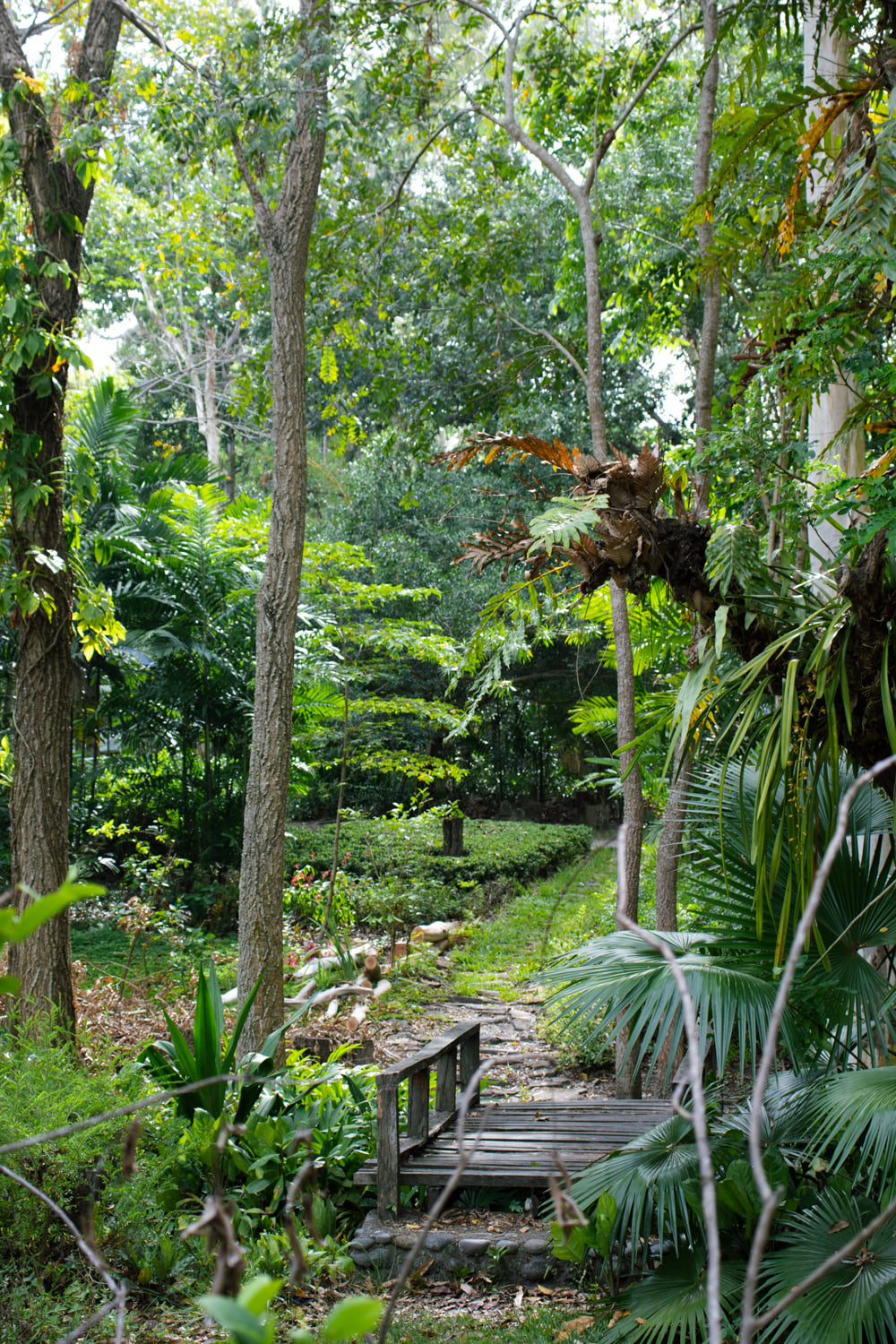 Forest path