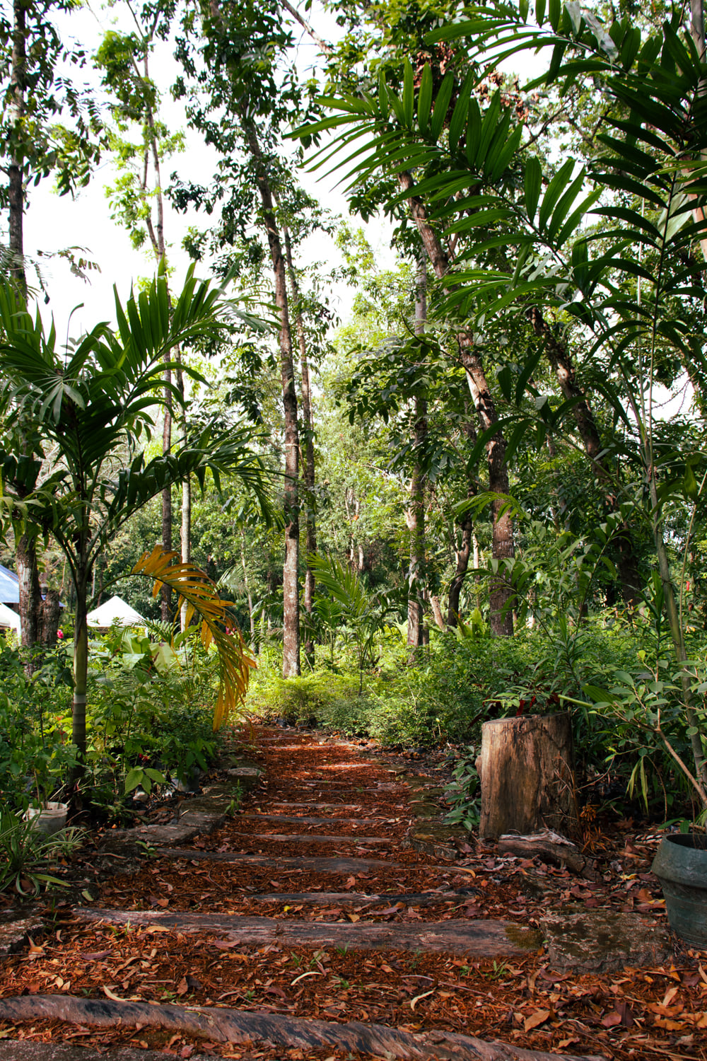 Forest trail