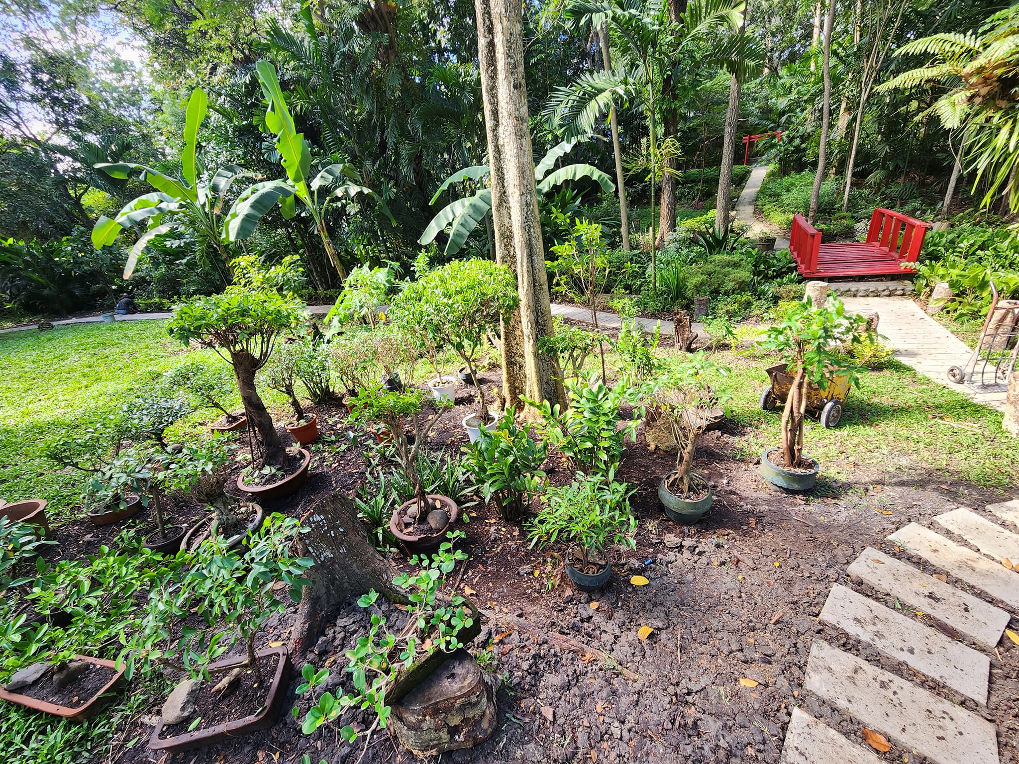 Bonsai garden