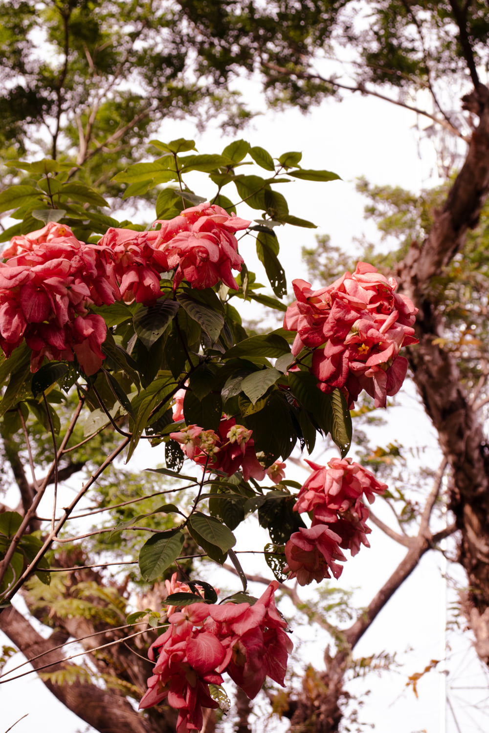 Pink flowers