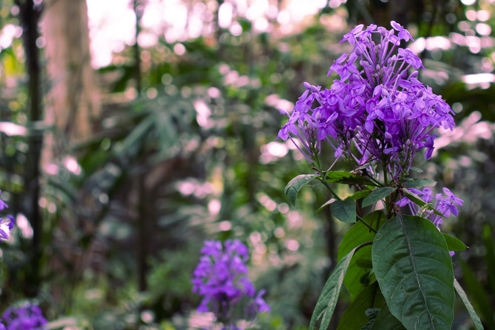 Purple flowers