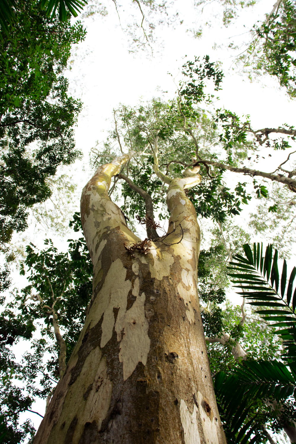 Canopy tree